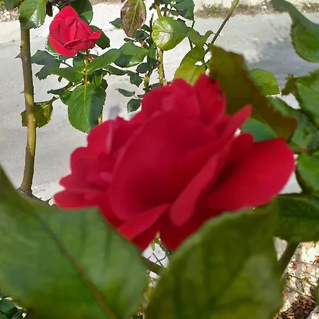 Kalypso View Letimbou