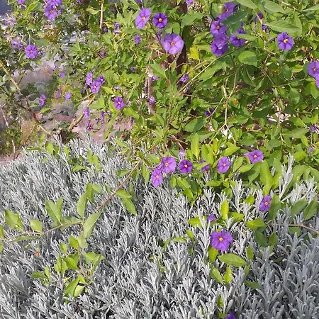 Daire Kalypso View *