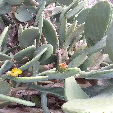 Kalypso View * Letimbou