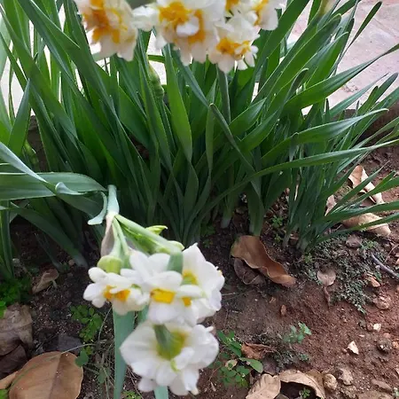 Daire Kalypso View *