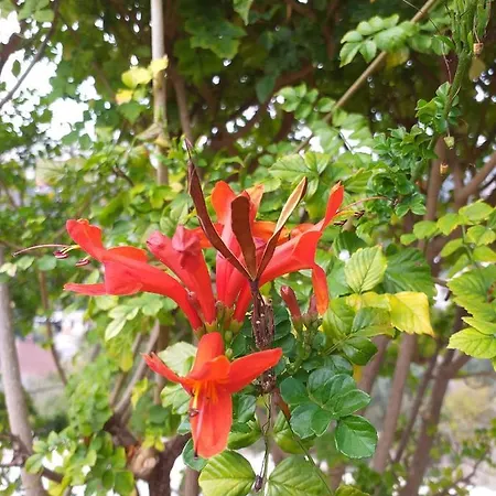 Kalypso View Daire Letimbou