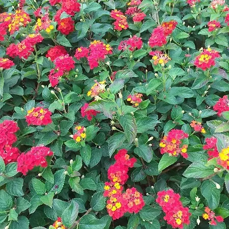 Апартаменты Kalypso View Letimbou