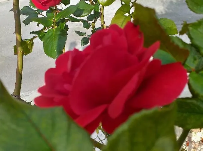 Kalypso View Letimbou