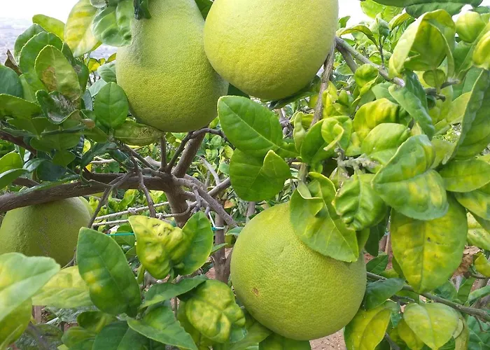 Kalypso View Apartament