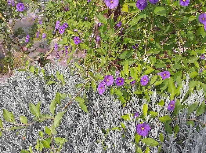 Appartement Kalypso View *