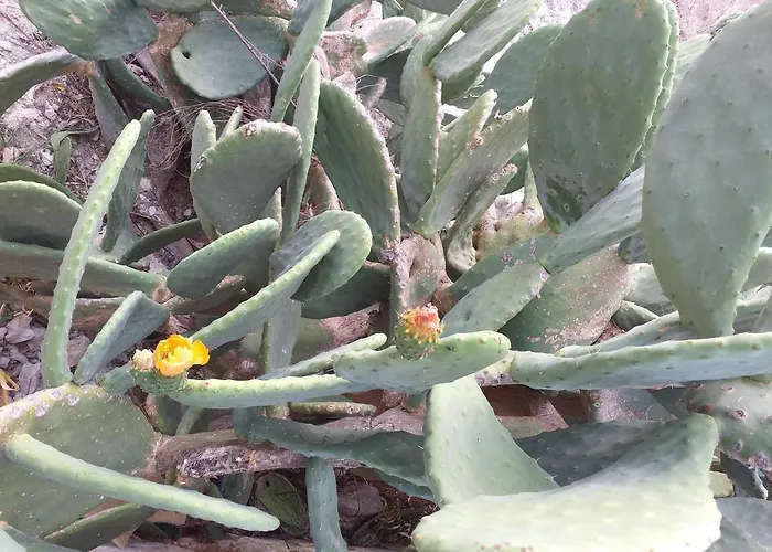 Kalypso View * Letimbou