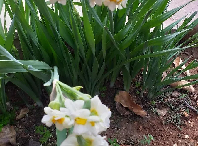 Apartament Kalypso View *