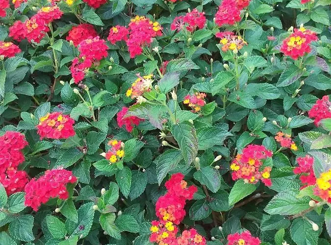 Apartament Kalypso View Letimbou