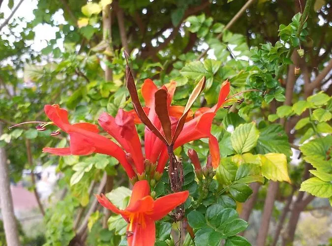 Kalypso View Apartament Letimbou