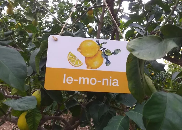 Kalypso View Apartament Letimbou